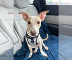 Small #3 Carolina Dog