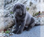 Small Photo #5 Labrador Retriever Puppy For Sale in KINZERS, PA, USA