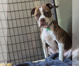 Boxer-Unknown Mix Dogs for adoption in McCormick, SC, USA