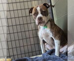 Small Boxer Mix