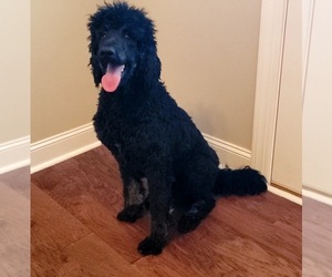 Poodle (Standard) Puppy for sale in CLARKSVILLE, TN, USA