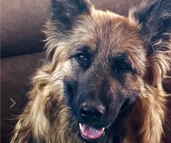 Medium Photo #1 King Shepherd Puppy For Sale in PEACH SPRINGS, AZ, USA