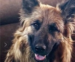 Small Photo #1 King Shepherd Puppy For Sale in PEACH SPRINGS, AZ, USA