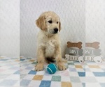 Small #3 Golden Retriever