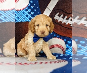 Cocker Spaniel-Poodle (Miniature) Mix Puppy for sale in LINCOLN UNIV, PA, USA