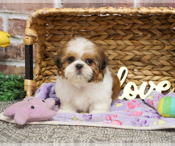 Medium Photo #3 Shih Tzu Puppy For Sale in SYRACUSE, IN, USA