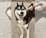 Small #5 Siberian Husky