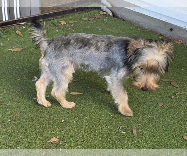 Medium Photo #1 Mutt Puppy For Sale in Spring, TX, USA