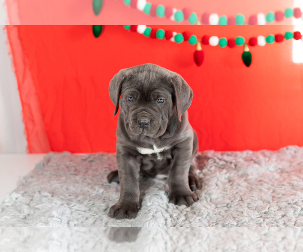 Medium Photo #2 Cane Corso Puppy For Sale in BOURBON, IN, USA