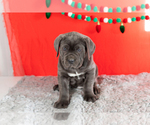 Small Photo #14 Cane Corso Puppy For Sale in BOURBON, IN, USA