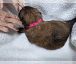 Puppy 4 Leonberger-Rottle Mix