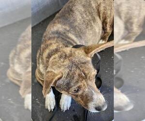 Chihuahua-Unknown Mix Dogs for adoption in San Antonio, TX, USA