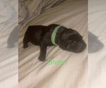 Small Photo #4 Labrador Retriever Puppy For Sale in JUNCTION CITY, OR, USA