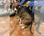 Small #1 American Staffordshire Terrier