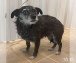 Small #2 Mutt