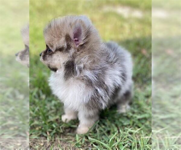 Medium Photo #12 Pomeranian Puppy For Sale in PEMBROKE PINES, FL, USA