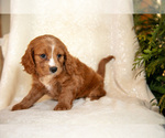 Small #1 Cavapoo (Miniature)