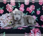 Small Photo #5 Labrador Retriever Puppy For Sale in NEW HOLLAND, PA, USA