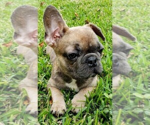 French Bulldog Puppy for sale in TAMPA, FL, USA