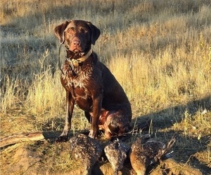 Father of the Labrador Retriever puppies born on 04/30/2026