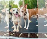 Small #5 Greater Swiss Mountain Dog-Labrador Retriever Mix