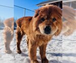Small Photo #2 Chow Chow Puppy For Sale in Palmer, AK, USA