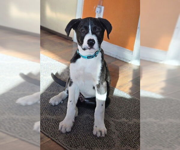 Medium Photo #1 Borador Puppy For Sale in Genesee, WI, USA