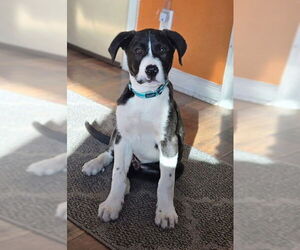 Borador Dogs for adoption in Genesee, WI, USA