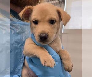 Siberian Husky-Unknown Mix Dogs for adoption in San Antonio, TX, USA