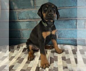 Doberman Pinscher Puppy for sale in ATHENS, AL, USA