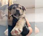 Small Labrador Retriever Mix