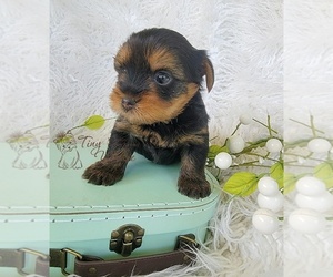 Yorkshire Terrier Puppy for sale in ORCHARDS, WA, USA