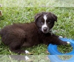 Small Photo #7 Australian Shepherd Puppy For Sale in SAINT JOHNS, FL, USA