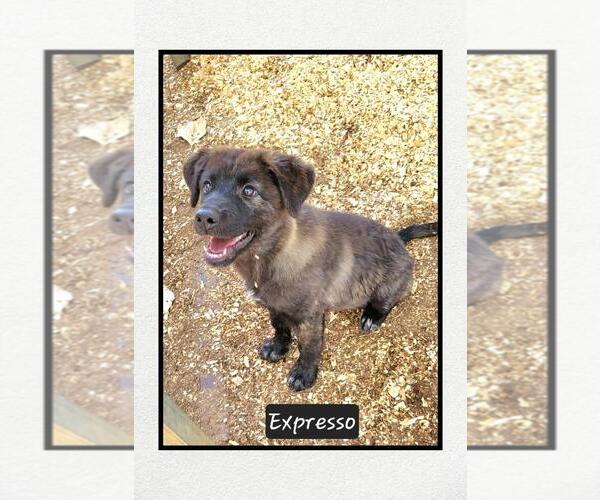 Medium Photo #1 Mutt Puppy For Sale in Granbury, TX, USA