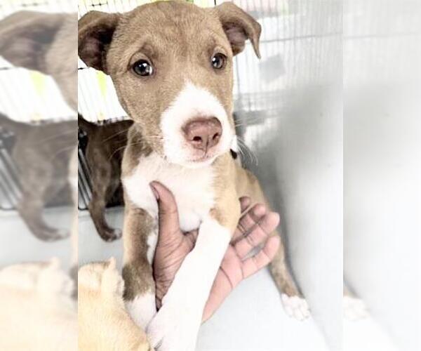 Medium Photo #1 American Pit Bull Terrier-Black Mouth Cur Mix Puppy For Sale in Houston, TX, USA