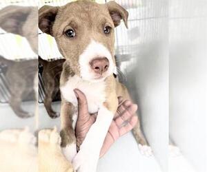 American Pit Bull Terrier-Black Mouth Cur Mix Dogs for adoption in Houston, TX, USA