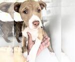Small American Pit Bull Terrier-Black Mouth Cur Mix