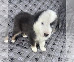 Small #6 Australian Shepherd