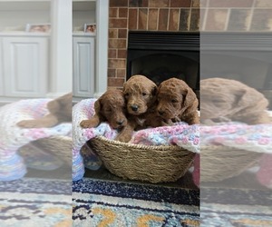 Goldendoodle Puppy for Sale in DEXTER, Georgia USA