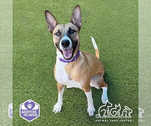 Basenji-German Shepherd Dog Mix Dogs for adoption in Irvine, CA, USA