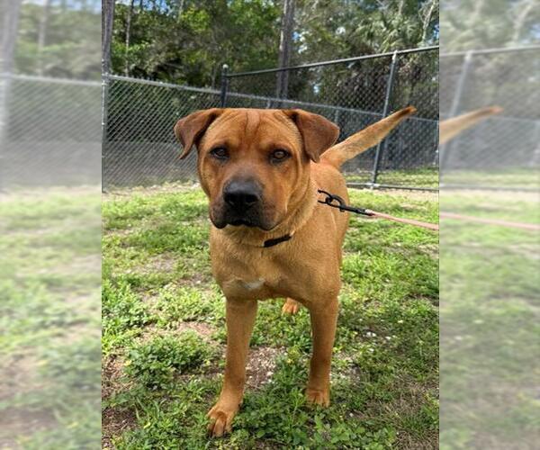 Medium Photo #1 Labrador Retriever-Unknown Mix Puppy For Sale in Naples, FL, USA