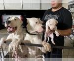 Small Photo #14 Dogo Argentino Puppy For Sale in ARLINGTON, TX, USA