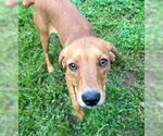 Small #1 Mutt