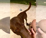 Small #7 Labrador Retriever