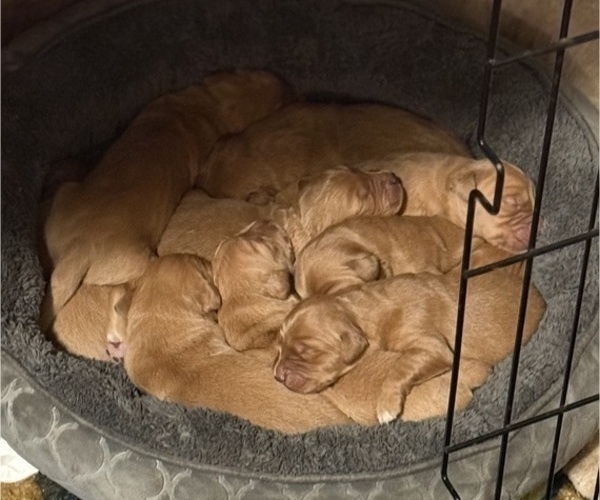 Medium Photo #5 Golden Retriever Puppy For Sale in GREENVILLE, SC, USA