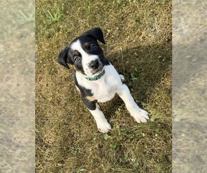Labrador Retriever-Unknown Mix Dogs for adoption in Duluth, MN, USA