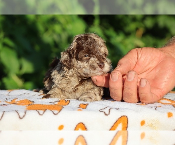 Medium Photo #12 ShihPoo Puppy For Sale in DYERSBURG, TN, USA