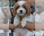 Small Photo #9 Cavapoo Puppy For Sale in PARADISE, PA, USA