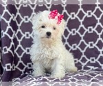 Small Photo #4 Maltipoo Puppy For Sale in LAKELAND, FL, USA