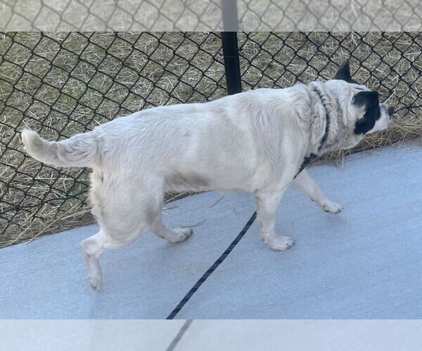 Medium Photo #3 Mutt Puppy For Sale in Tarboro, NC, USA